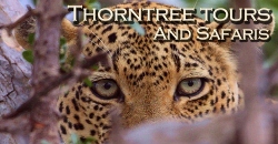 Thorn Tree Tours and Safaris -